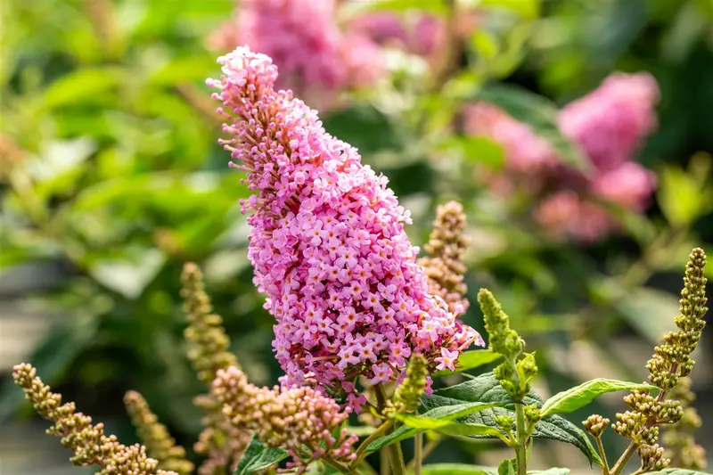 Buddleja dav. 'Butterfly Candy Little Pink'® 25- 30   C - afbeelding 3