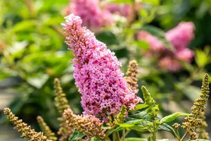 Buddleja dav. 'Butterfly Candy Little Pink'® 25- 30   C - afbeelding 3