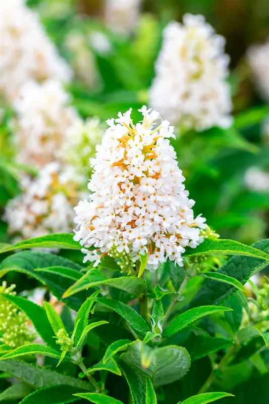 Buddleja dav. 'Butterfly Candy Little White'® 25- 30   C - afbeelding 2