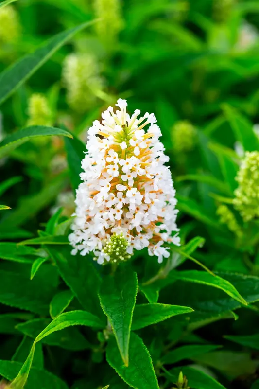 Buddleja dav. 'Butterfly Candy Little White'® 25- 30   C - afbeelding 4