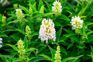 Buddleja dav. 'Butterfly Candy Little White'® 25- 30   C - afbeelding 3