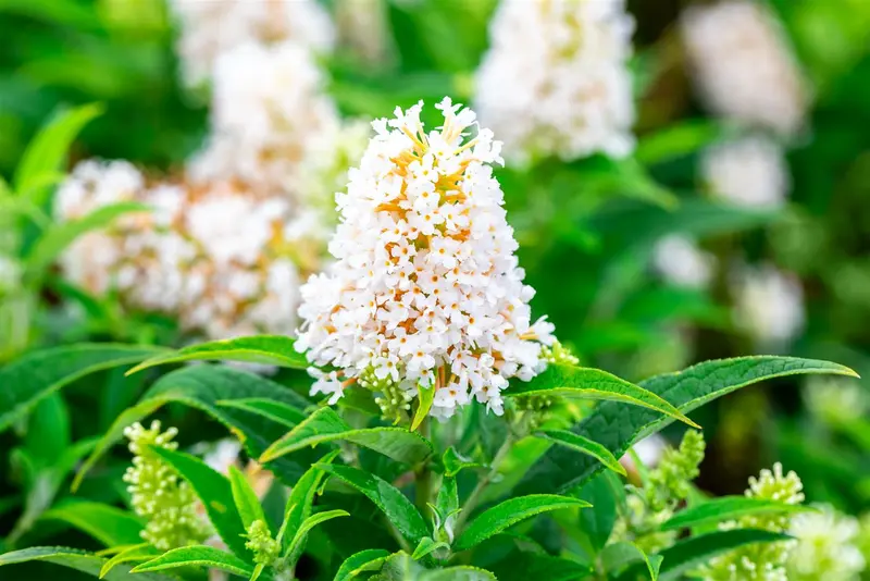 Buddleja dav. 'Butterfly Candy Little White'® 25- 30   C - afbeelding 1