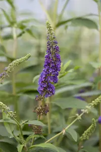 Empire Blue - afbeelding 5