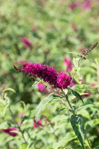 Buddleja dav. 'Mss Ruby'® 125-150 C25 - afbeelding 2