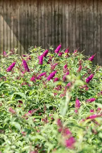 Buddleja dav. 'Mss Ruby'® 125-150 C25 - afbeelding 4