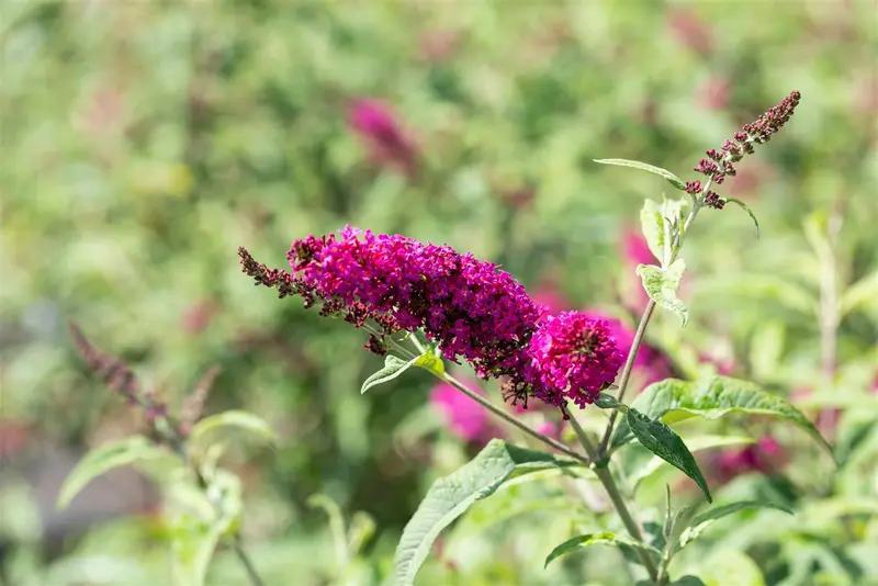 Buddleja dav. 'Mss Ruby'® 125-150 C25 - afbeelding 1