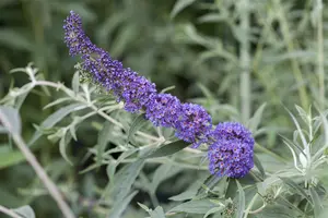 Nanho Blue - afbeelding 2