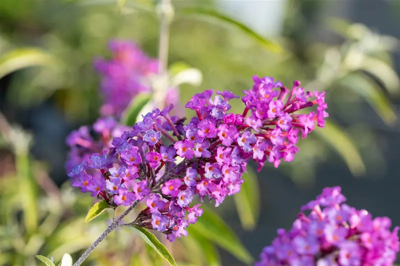 Buddleja dav. 'Nanho Purple' 40- 60   C - afbeelding 1