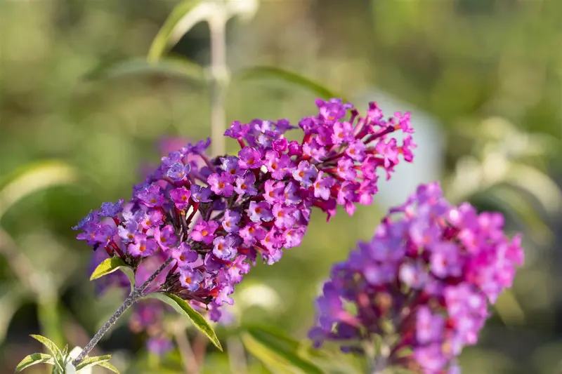 Buddleja dav. 'Nanho Purple' 40- 60   C - afbeelding 2