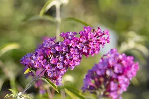 Buddleja dav. 'Nanho Purple' 40- 60   C - afbeelding 2
