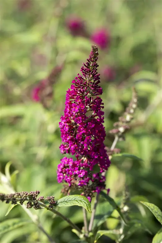 Nanho Purple - afbeelding 1