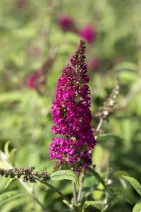 Nanho Purple - afbeelding 3
