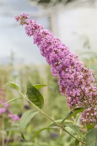 Buddleja dav. 'Pink delight' 80-100   C10 - afbeelding 2