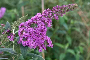 Buddleja dav. 'Pink delight' 80-100   C10