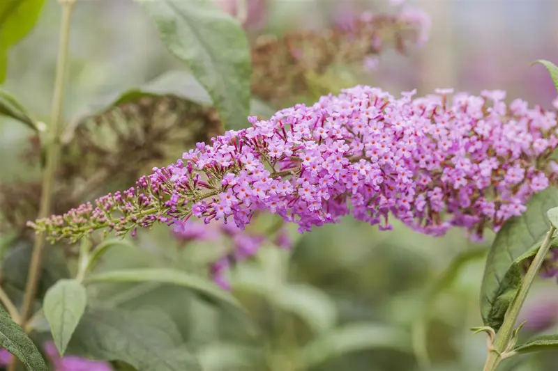 Buddleja dav. 'Pink delight' 80-100   C10 - afbeelding 3