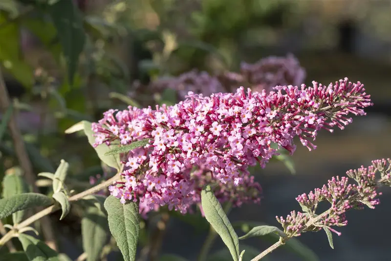 Buddleja dav. 'Pink delight' 80-100   C10 - afbeelding 4