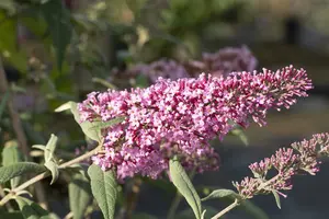 Buddleja dav. 'Pink delight' 80-100   C10 - afbeelding 4