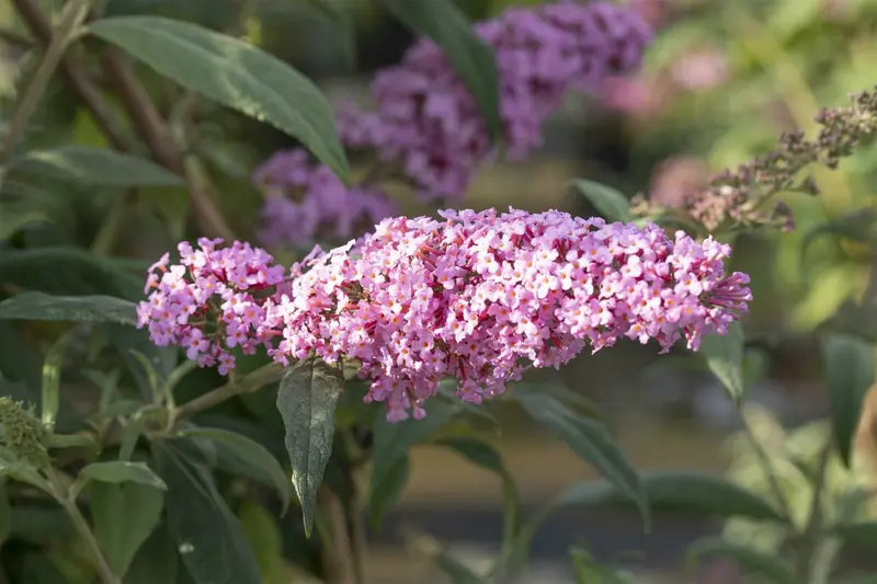 Buddleja dav. 'Pink delight' 80-100   C10 - afbeelding 5