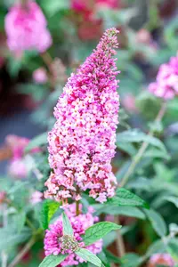 Buddleja dav. 'Pink Panther'® 125-150   C20 - afbeelding 2