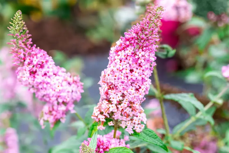 Buddleja dav. 'Pink Panther'® 125-150   C20 - afbeelding 1