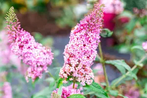 Buddleja dav. 'Pink Panther'® 125-150   C20
