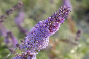 Rêve de Papillon® Blue - afbeelding 2