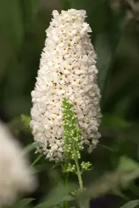 Buddleja dav. 'Reve de Papillon Lavander'® 125-150   C25 - afbeelding 3