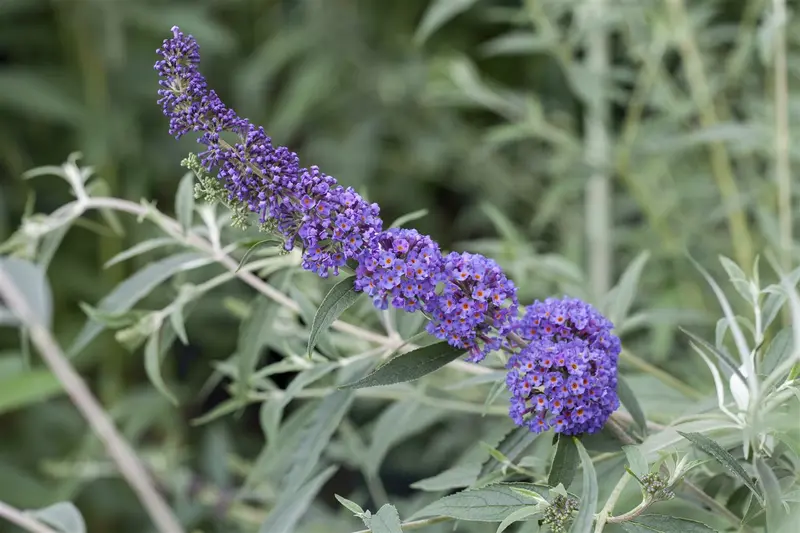 Buddleja dav. 'Reve de Papillon Lavander'® 125-150   C25 - afbeelding 4
