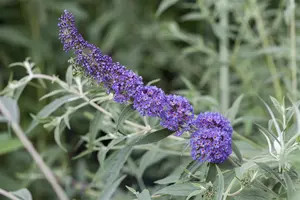 Buddleja dav. 'Reve de Papillon Lavander'® 125-150   C25 - afbeelding 4
