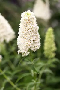 davidii - afbeelding 2