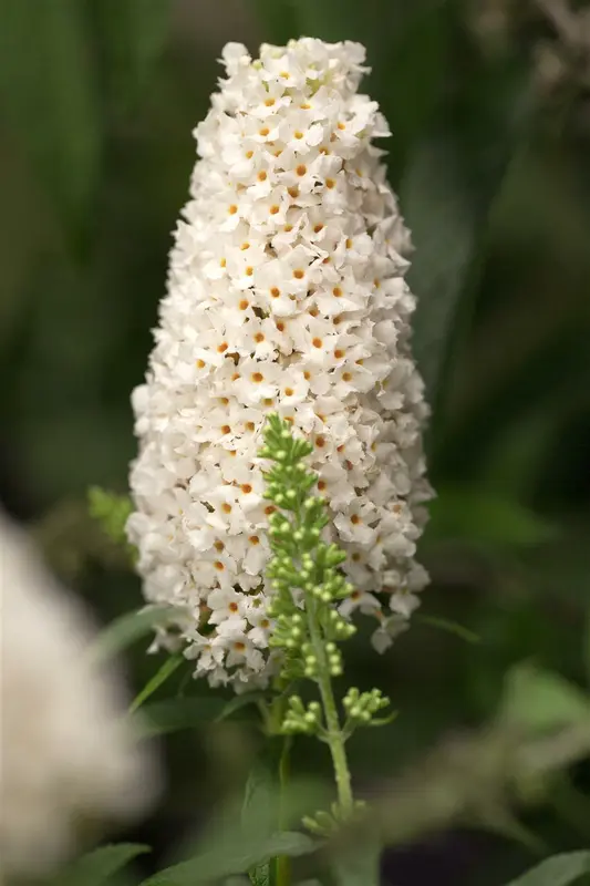 Buddleja dav. 'Reve de Papillon Red' 125-150   C20 - afbeelding 3