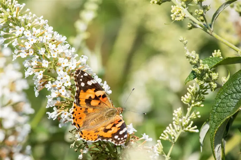 Buddleja dav. 'Reve de Papillon White'® 125-150   C20 - afbeelding 1