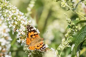 Buddleja dav. 'Reve de Papillon White'® 125-150 C20