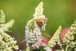 Buddleja dav. 'Reve de Papillon White'® 125-150   C20 - afbeelding 3