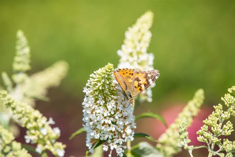 Rêve de Papillon® White - afbeelding 2