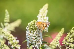 Rêve de Papillon® White - afbeelding 2