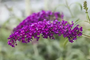 Buddleja dav. 'Royal Red' 80-100 C10