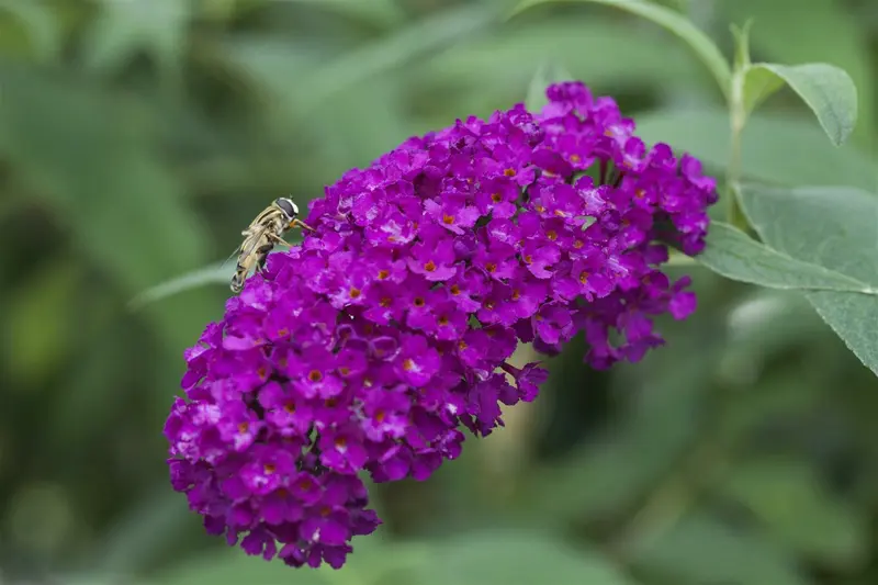 Buddleja dav. 'Royal Red' 80-100   C10 - afbeelding 2