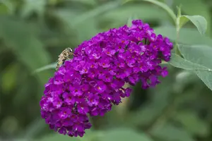 Buddleja dav. 'Royal Red' 80-100   C10 - afbeelding 2