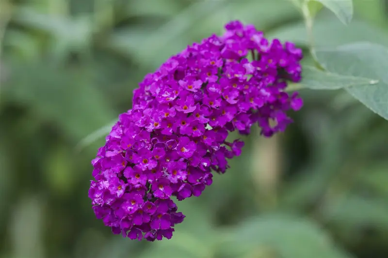 Buddleja dav. 'Royal Red' 80-100   C10 - afbeelding 3