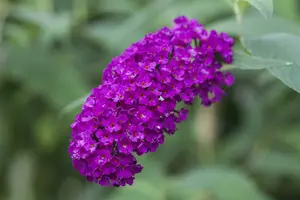 Buddleja dav. 'Royal Red' 80-100   C10 - afbeelding 3