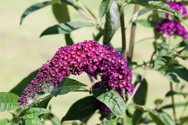 Buddleja dav. 'Royal Red' 80-100   C10 - afbeelding 4