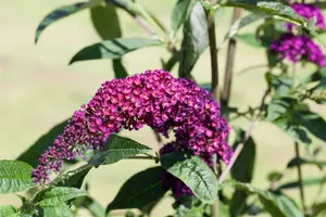 Buddleja dav. 'Royal Red' 80-100   C10 - afbeelding 4