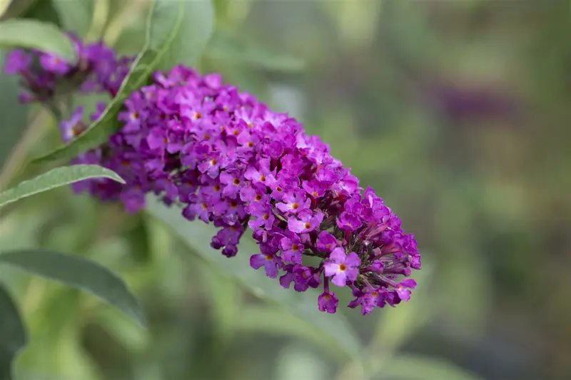 Buddleja dav. 'Royal Red' 80-100   C10 - afbeelding 5