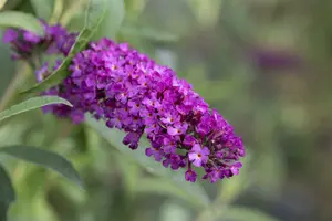 Buddleja dav. 'Royal Red' 80-100   C10 - afbeelding 5