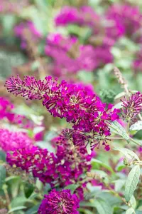 Summer Bird® Magenta - afbeelding 2