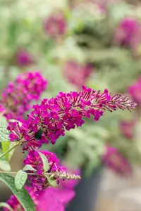 Summer Bird® Magenta - afbeelding 4