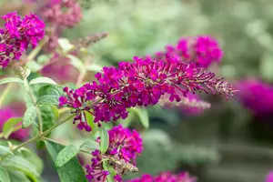 Summer Bird® Magenta - afbeelding 3