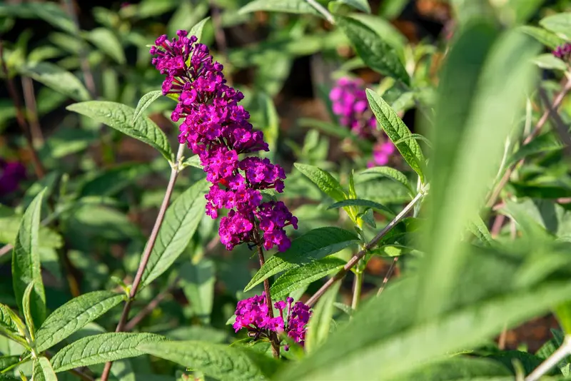 Summer Bird® Magenta - afbeelding 1