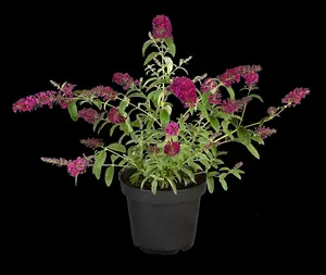 Summer Bird® Magenta - afbeelding 5